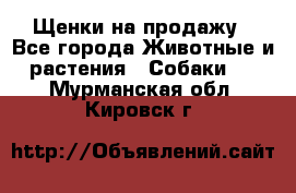 Щенки на продажу - Все города Животные и растения » Собаки   . Мурманская обл.,Кировск г.